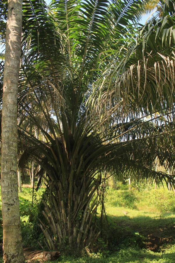 The Temple Tree Varkala Apartment Exterior photo